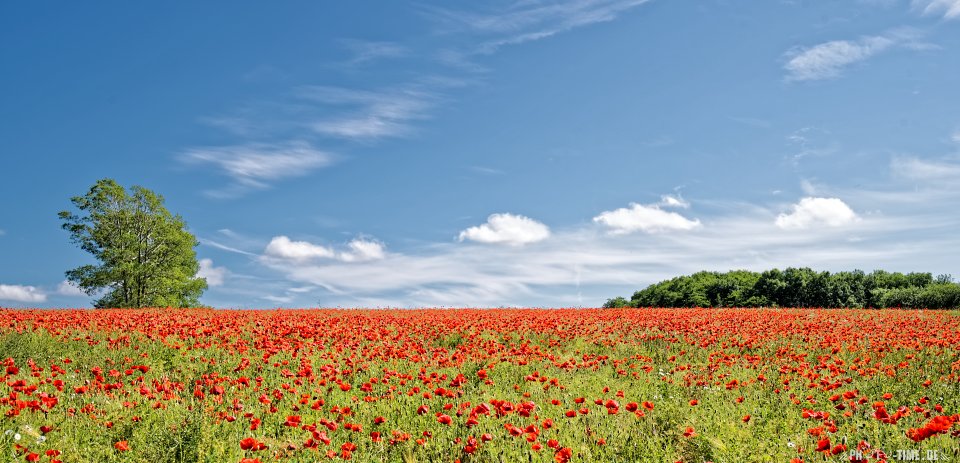 mohn