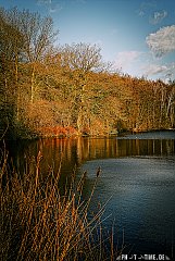 forest_lake